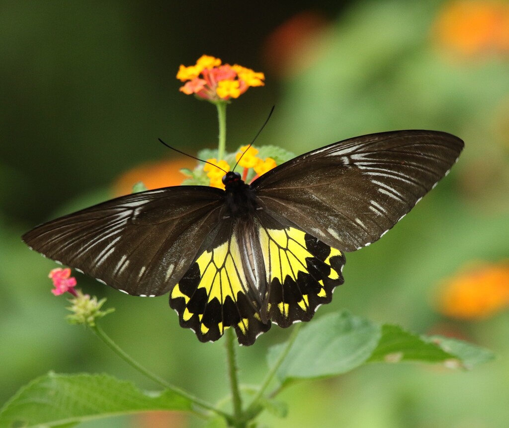 Malayan Birdwing (Troides amphrysus)