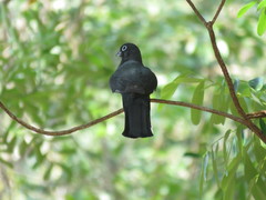 Trogon melanocephalus