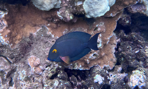 Ctenochaetus strigosus, 2026-08-13