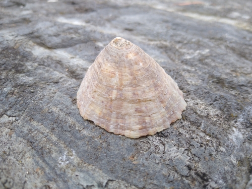 Common European Limpet