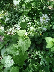 Alliaria petiolata