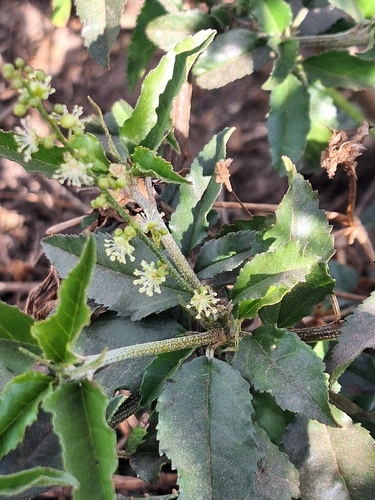 Croton bonplandianus, photograph 1