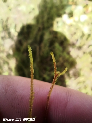 Scorpidium cossonii observed 2026-08-13