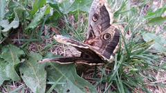 Saturnia pyri