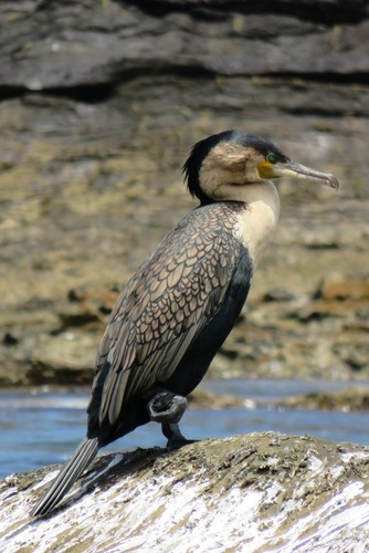 iNaturalist image