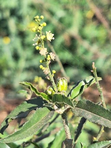 Croton bonplandianus, photograph 3