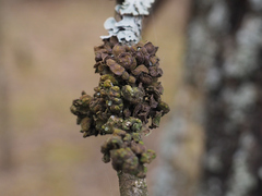 Tuckermanopsis sepincola