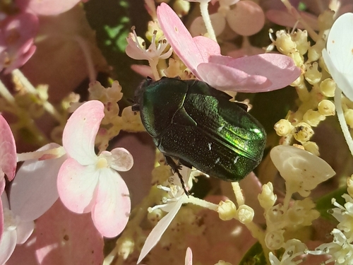 European Rose Chafer