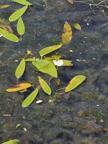 Sagittaria filiformis