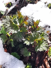 Urtica platyphylla
