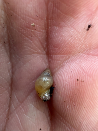 Leptinaria unilamellata observed 2026-08-14
