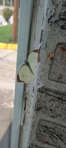 Large White