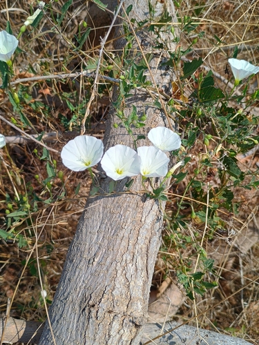 field bindweed