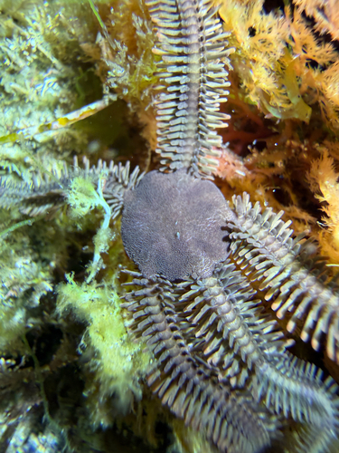 Ophiopteris papillosa observed 2026-08-14