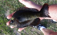 Lepomis macrochirus purpurascens