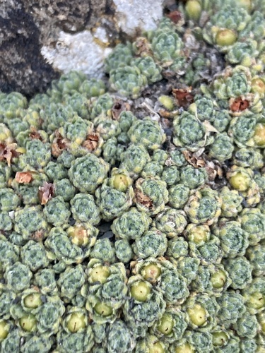 Androsace helvetica, photograph 2