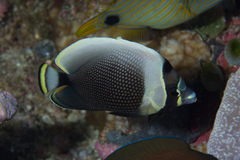 Chaetodon reticulatus
