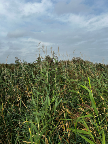 common reed