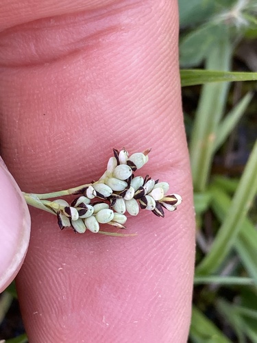 Carex bicolor