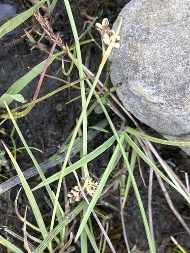 Carex bicolor, photograph 2
