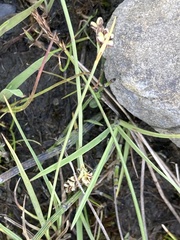 Carex bicolor, photograph (c) Antoine MARNAT, some rights reserved (CC BY)