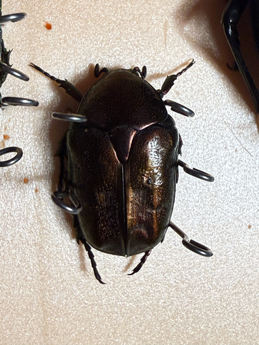 Copper Chafer