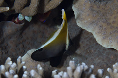 Heniochus varius