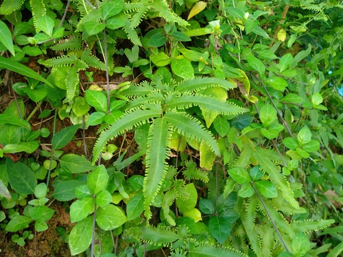 Lygodium flexuosum observed 2026-08-14