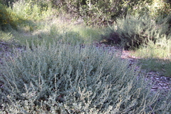 Atriplex glauca