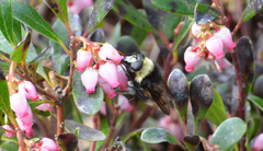 Criorhina