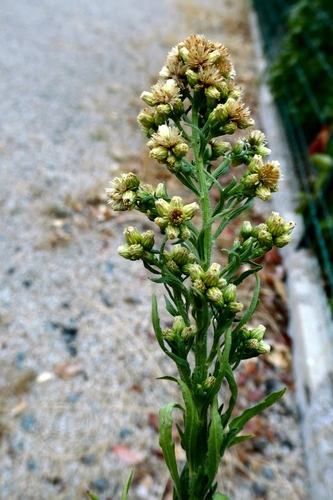 Pseudognaphalium undulatum