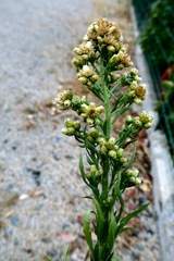 Pseudognaphalium undulatum
