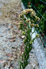Pseudognaphalium undulatum, photograph author not stated, no rights reserved