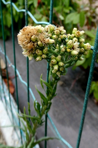 Pseudognaphalium undulatum, photograph 3