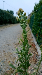 Pseudognaphalium undulatum, photograph author not stated, no rights reserved