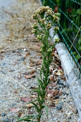 Pseudognaphalium undulatum, photograph author not stated, no rights reserved