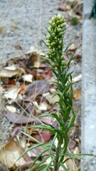 Pseudognaphalium undulatum, photograph author not stated, no rights reserved