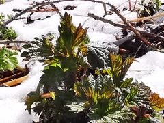 Urtica platyphylla
