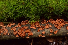 Anthracophyllum discolor