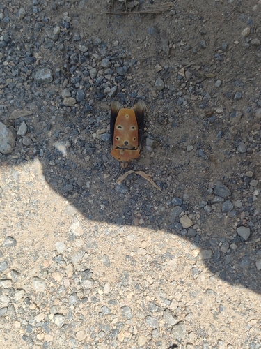 ocellated shield bug