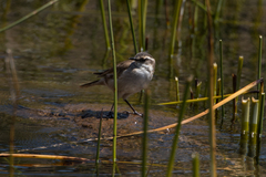Cinclodes albiventris