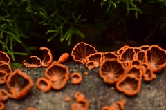 Anthracophyllum discolor