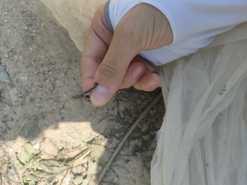 Carinate Locust