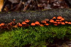 Anthracophyllum discolor