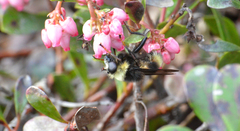 Criorhina