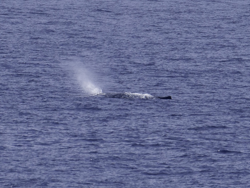 Sperm whale