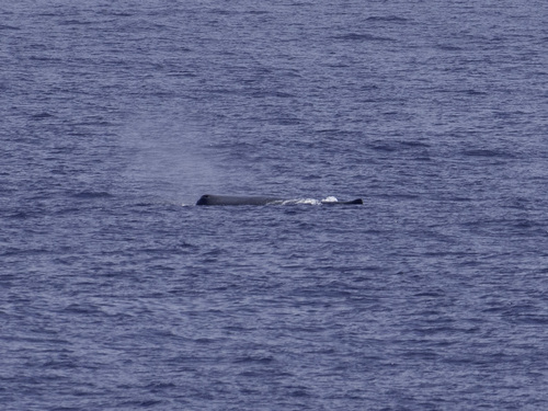 Sperm whale