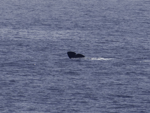 Sperm whale