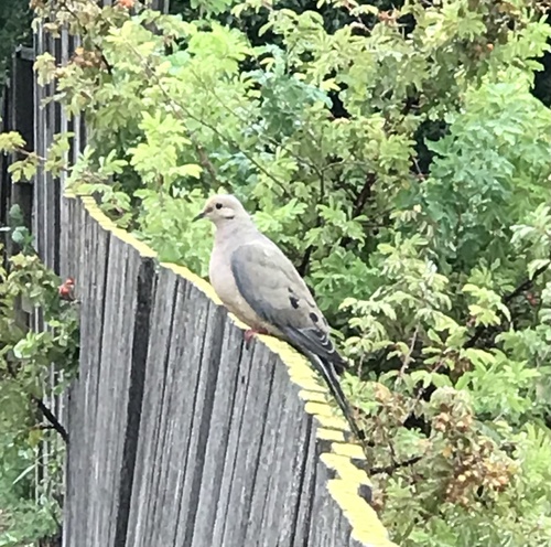 Mourning Dove