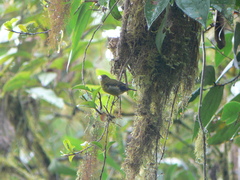 Spinus xanthogastrus